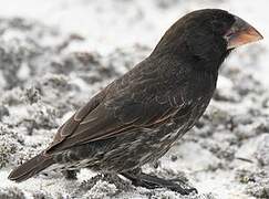 Espanola Cactus Finch