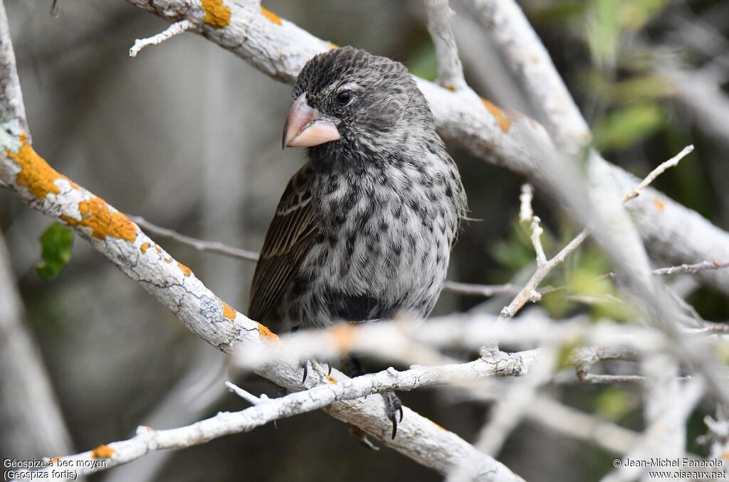 Medium Ground Finch