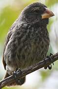 Medium Ground Finch