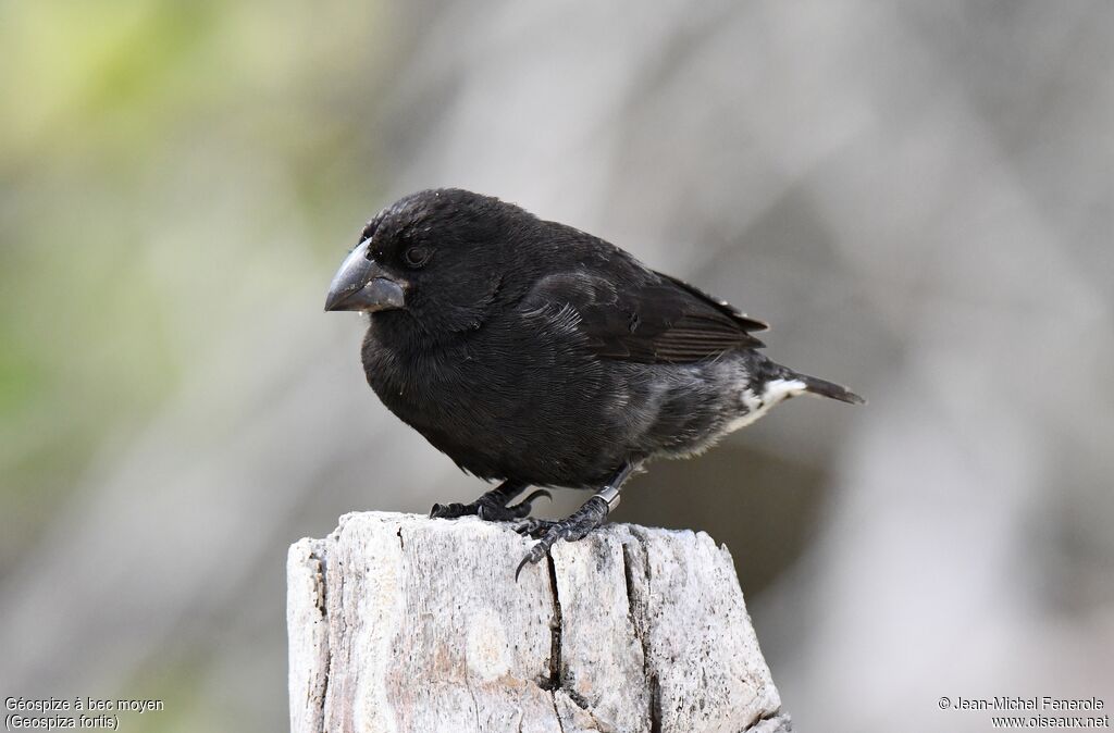 Medium Ground Finch