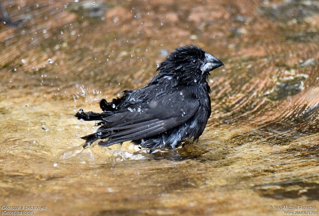 Medium Ground Finch