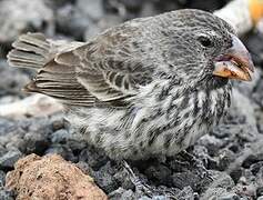 Medium Ground Finch