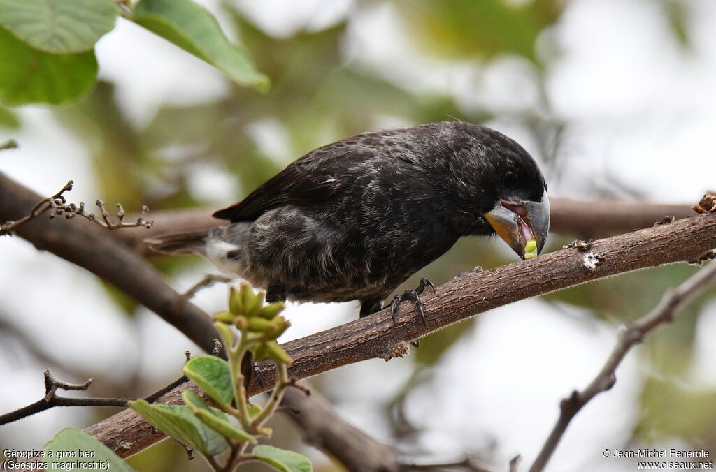 Large Ground Finch