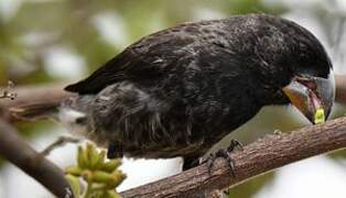 Large Ground Finch