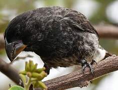 Large Ground Finch