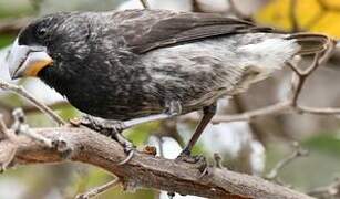 Large Ground Finch