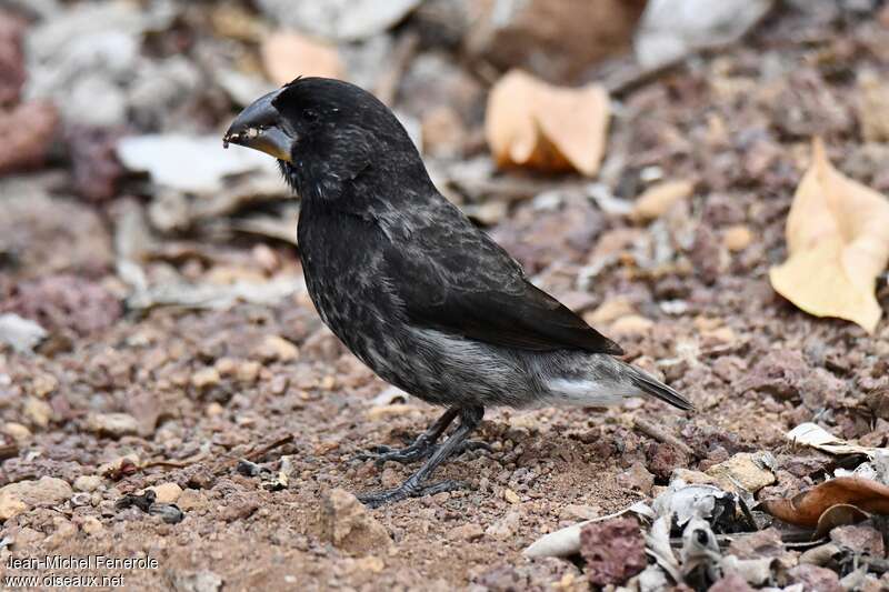 Large Ground Finch male adult transition