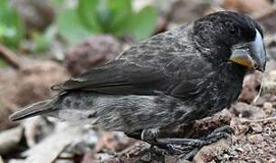 Large Ground Finch