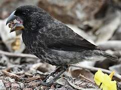 Large Ground Finch