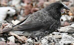 Large Ground Finch