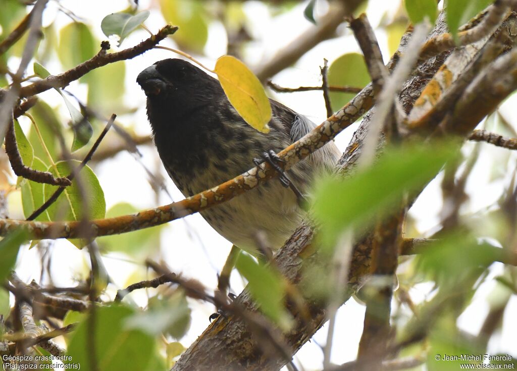 Vegetarian Finch