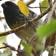 Vegetarian Finch