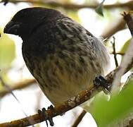 Vegetarian Finch