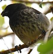 Vegetarian Finch