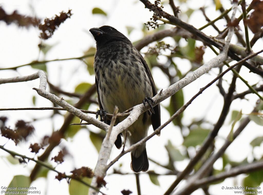 Vegetarian Finch