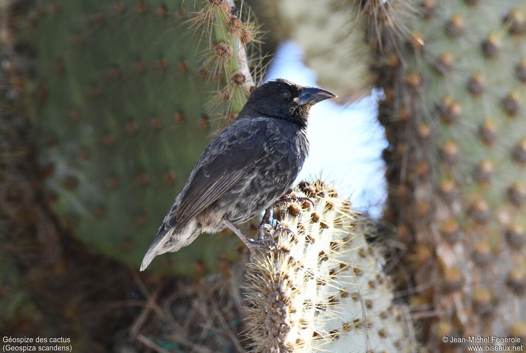 Common Cactus Finch