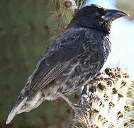 Common Cactus Finch