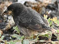 Common Cactus Finch