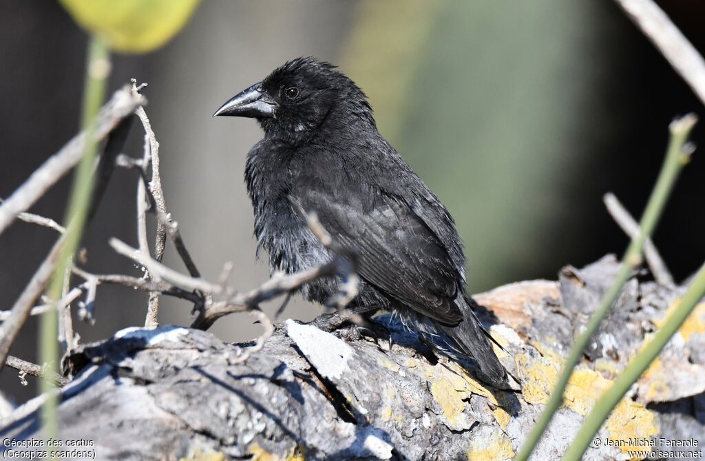 Common Cactus Finch