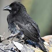 Common Cactus Finch