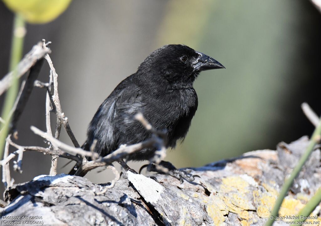 Common Cactus Finch