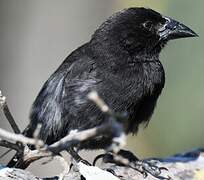 Common Cactus Finch