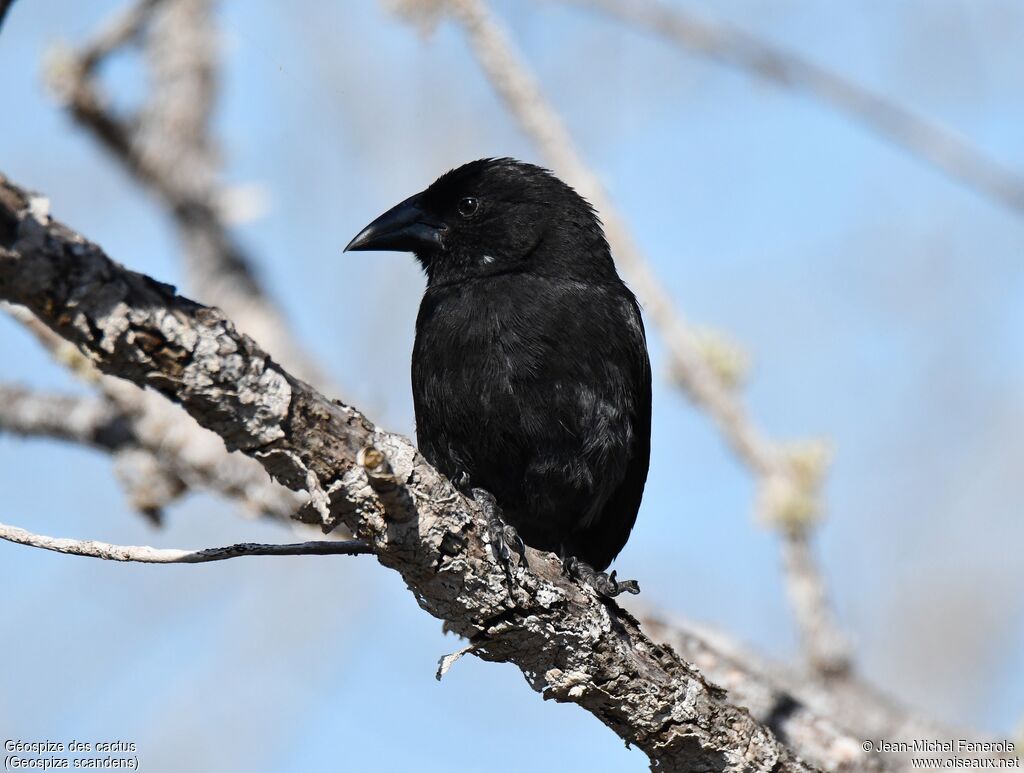 Common Cactus Finch