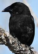 Common Cactus Finch