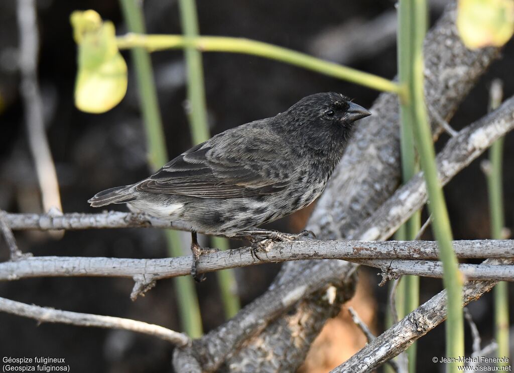 Small Ground Finch