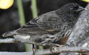 Small Ground Finch