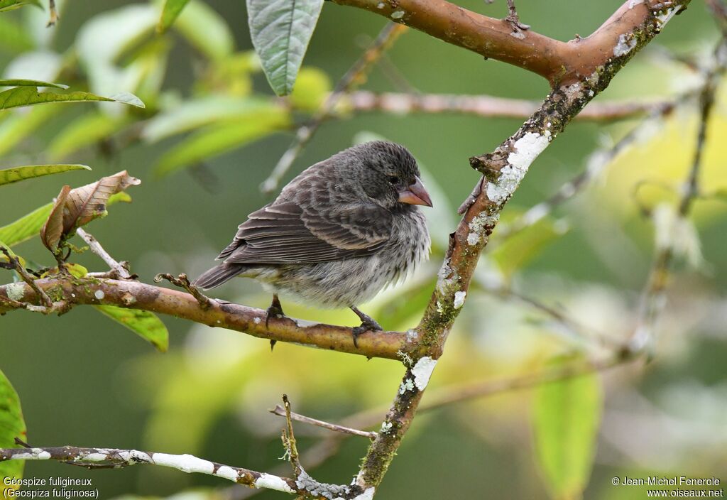 Small Ground Finch