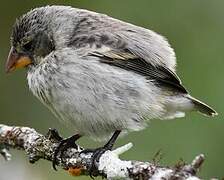 Small Ground Finch