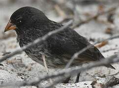 Small Ground Finch