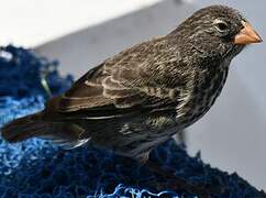 Small Ground Finch