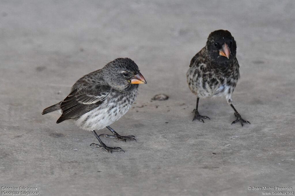 Small Ground Finch