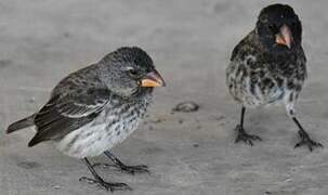 Small Ground Finch