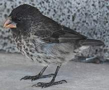 Small Ground Finch