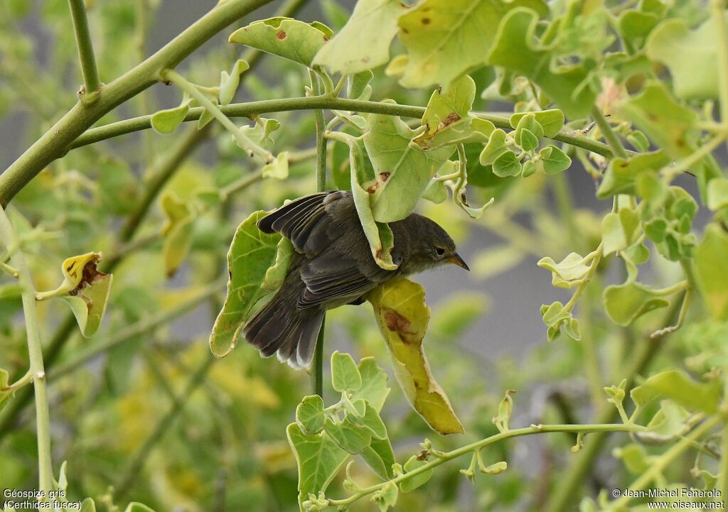 Grey Warbler-Finch