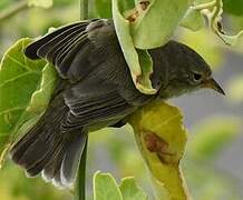 Grey Warbler-Finch