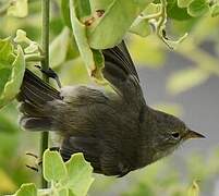 Grey Warbler-Finch