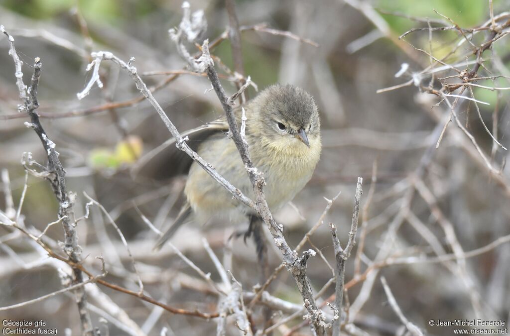 Grey Warbler-Finch