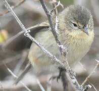 Grey Warbler-Finch