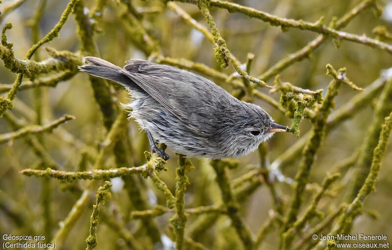 Grey Warbler-Finch