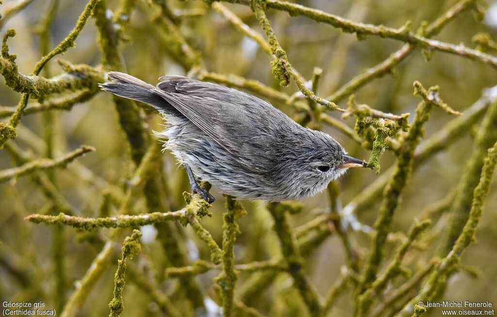 Grey Warbler-Finch