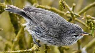 Grey Warbler-Finch