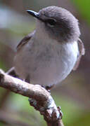 Brown Gerygone