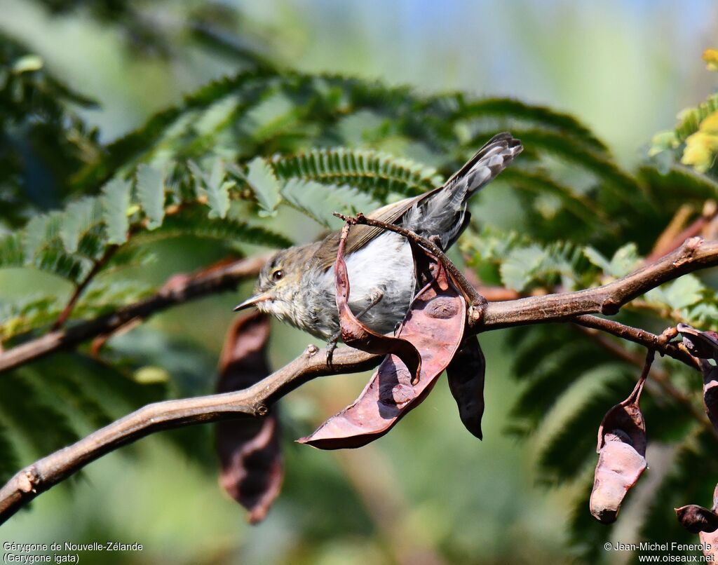 Grey Gerygone