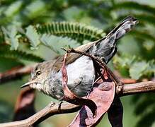 Grey Gerygone