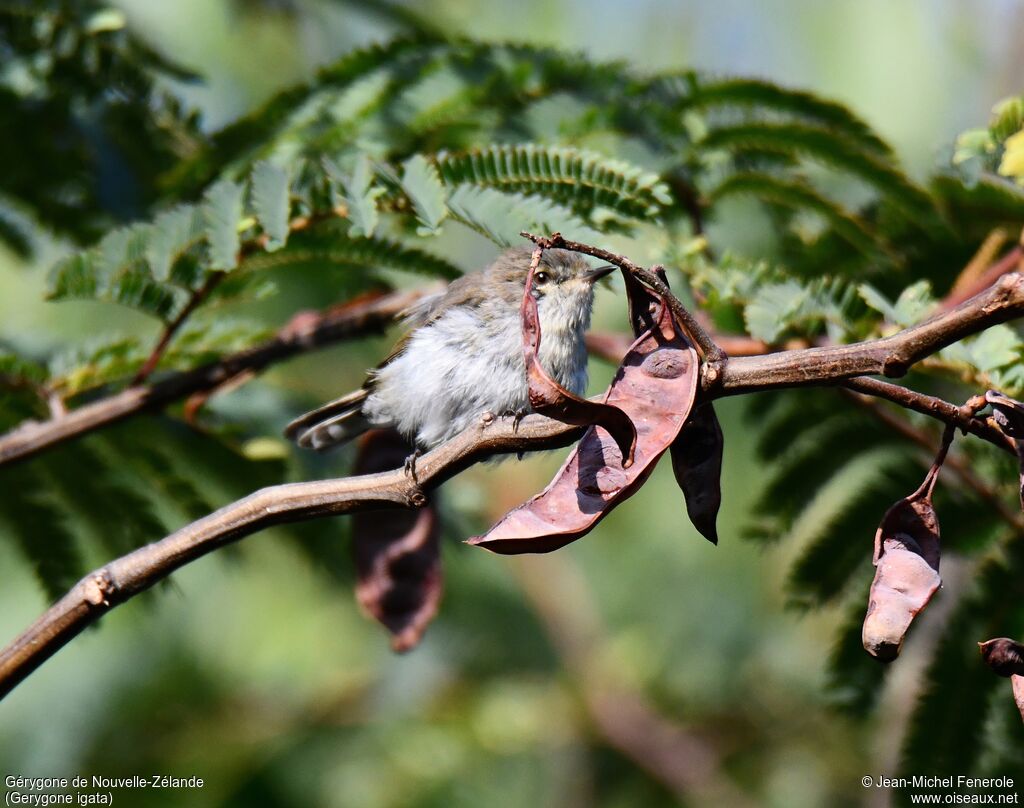 Grey Gerygone