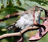 Grey Gerygone